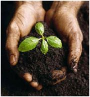 Image of hands holding some dirt with 4 green sprouts popping up.