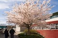 Thumbnail image of a pink cherry blossom tree.