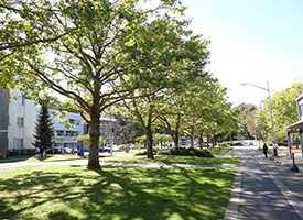 Landscaping image of green trees standing in the middle of green grass.