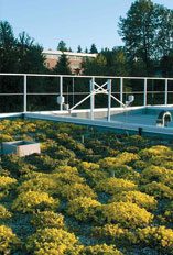 Image of green roof at great northern way campus.