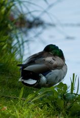 Image of a bird sitting on the grassy bank of the guichon creek at the burnaby campus.