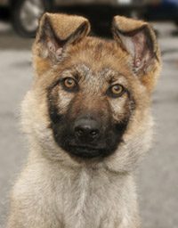 Photo of german shepherd puppy.