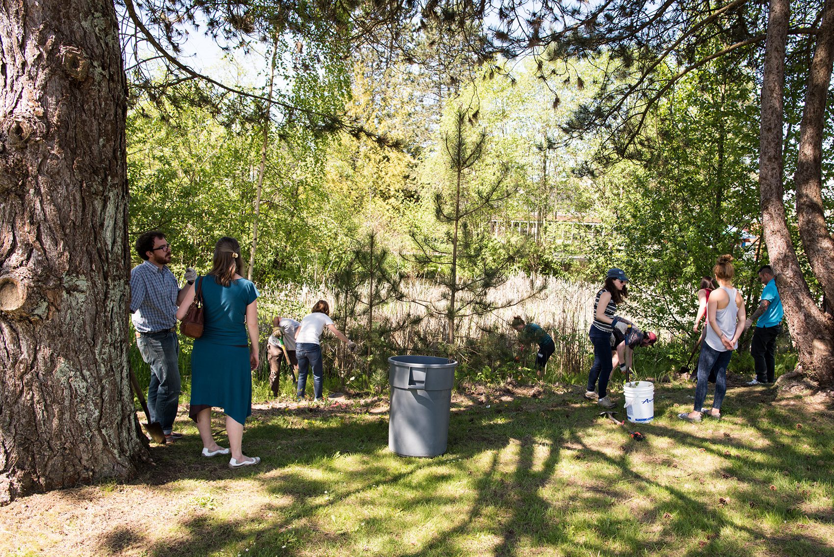 Invasive Species removal at Guichon Creek.