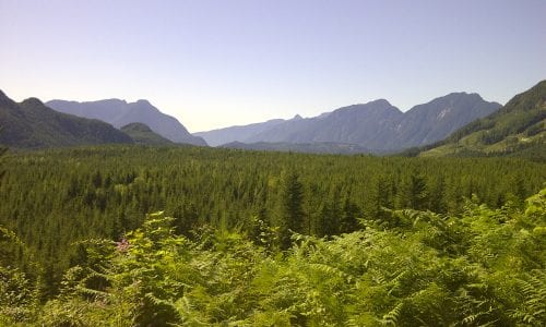 view of forest and mountain