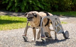 Dog in wheelchair prototype.