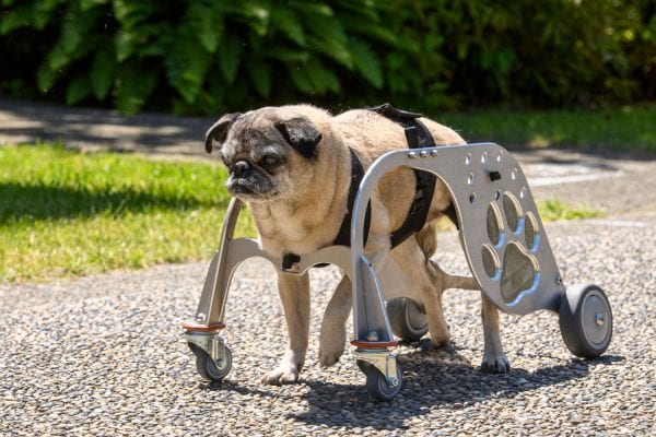 Dog in wheelchair prototype.