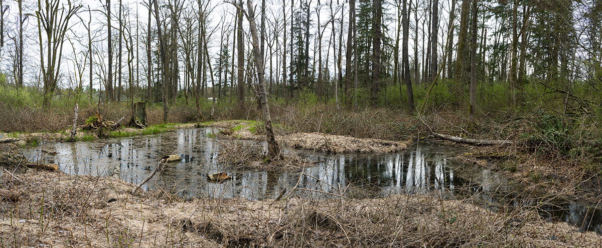 BCIT Burnaby campus wetland 6 months after restoration.