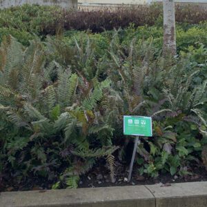 Rain garden at BCIT.