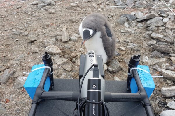 Penguin chick examining drone on beach