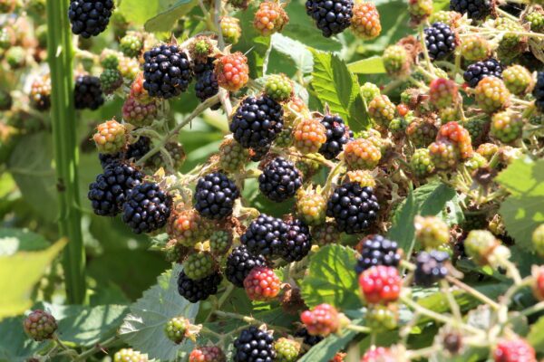 Wild Blackberries in the Pacific Northwest