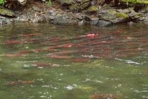 A school of red salmon swimming in an outdoor stream