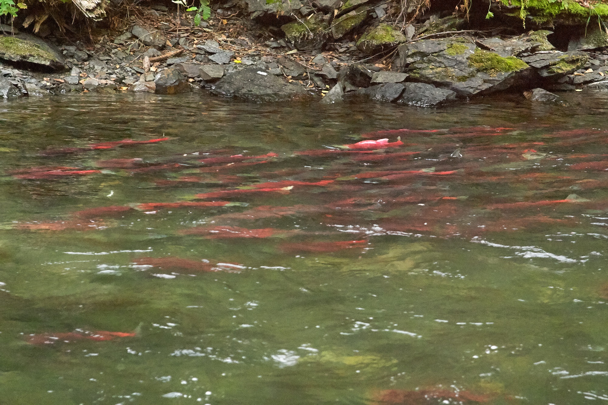 Mapping SalmonSpawning Habitat BCIT