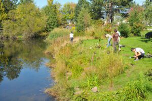 Ecological restoration of Guichon Creek.