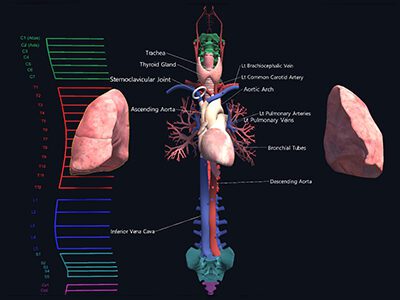 Unity web app showing labeled internal organs
