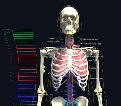 Unity web app showing skeleton with internal organs