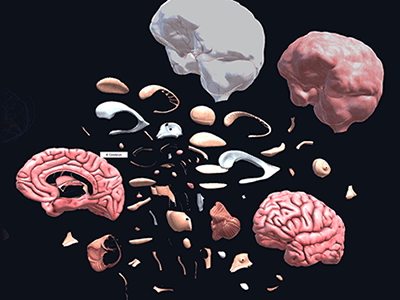 brain_anatomy_view1