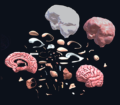 brain_anatomy_view1