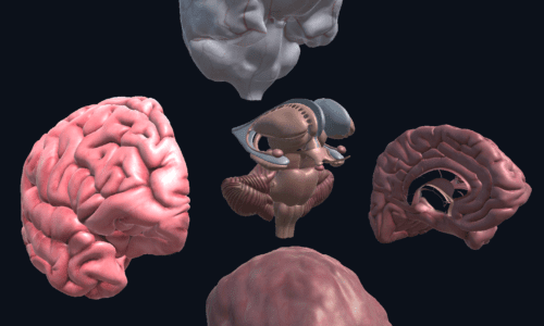 Unity web app brain anatomy