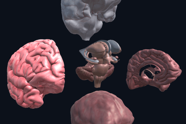 Unity web app brain anatomy