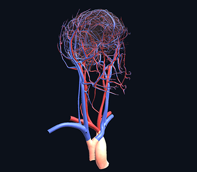 Unity web app brain/veins