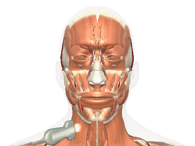 carotid_artery_view1_cropped