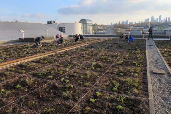 people planting