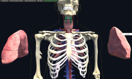 aorta_great_vessel_view2_test