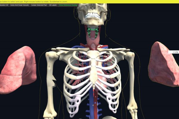 aorta_great_vessel_view2_test