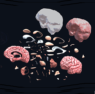 brain_anatomy_separated parts x 400