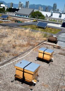 two beehives on a roof of the Burnaby campus at BCIT.