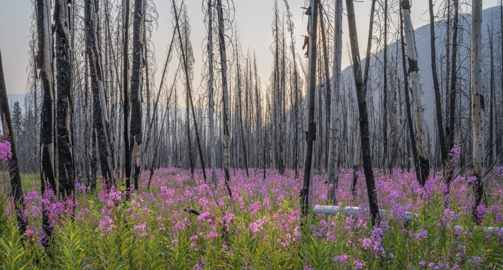 Fireweed (Chamaenerion angustifolium) growing among forest fire tree snags in Kootenay National Park, British Columbia, Canada.