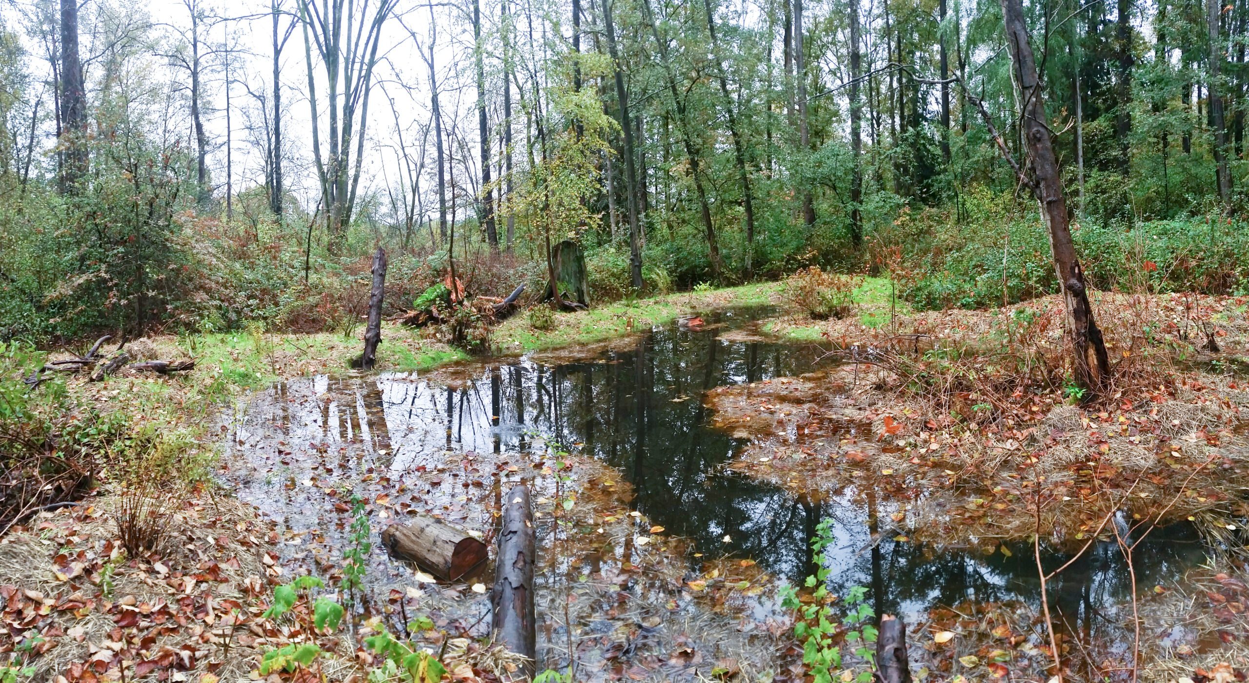 wetland image