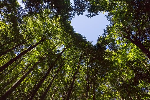 trees shaped that come together in the shape of a heart against the sky