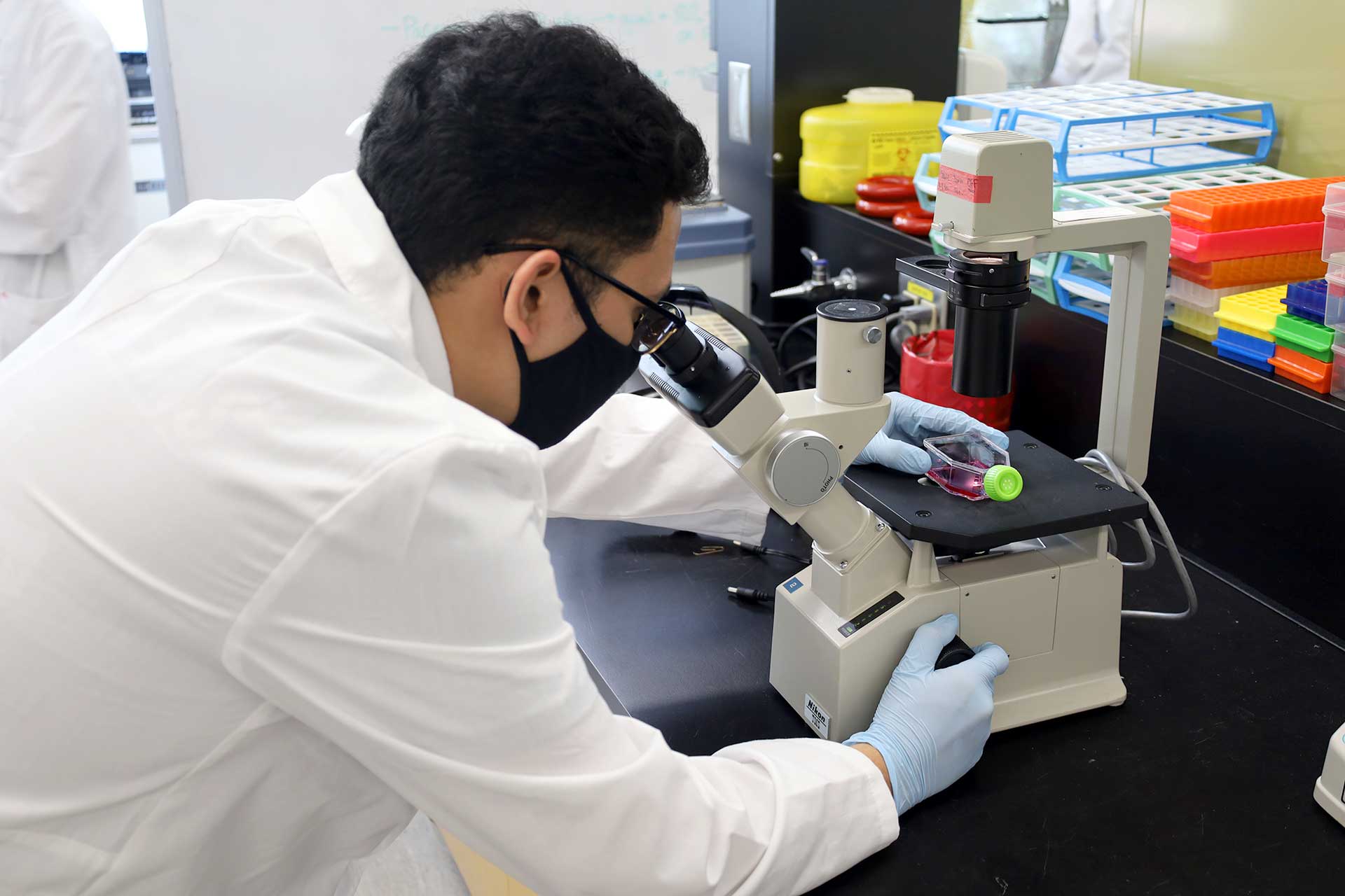 BCIT biotechnology student looking at cell culture sample under microscope