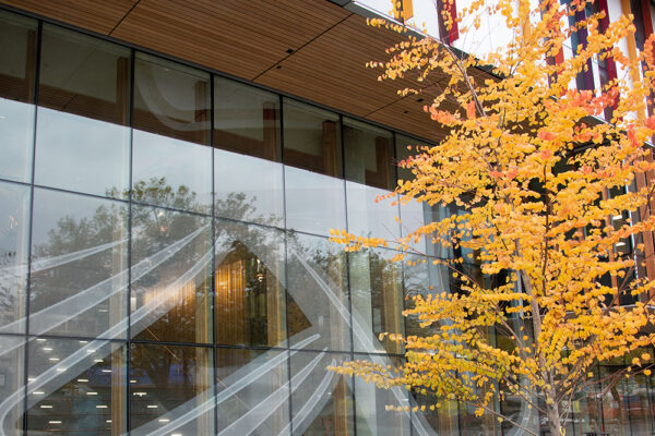 HSC Indigenous glazing films