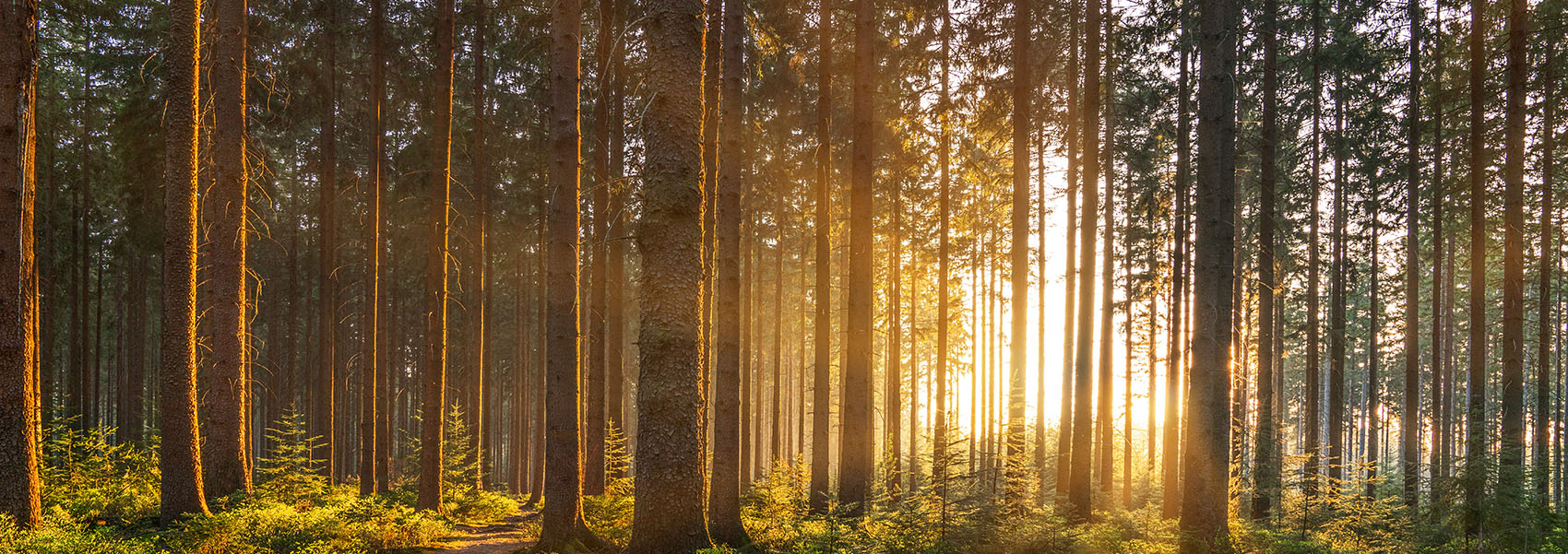 A silent forest in spring with beautiful bright sun rays