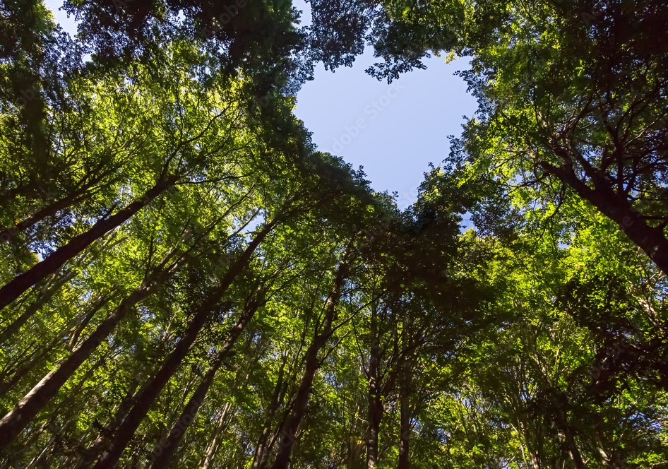 heart shaped trees
