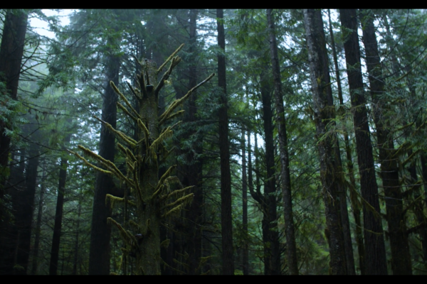 Forest of pine and cedar trees on a rainy, foggy day