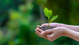 two hands holding a small plant with its stem in soil