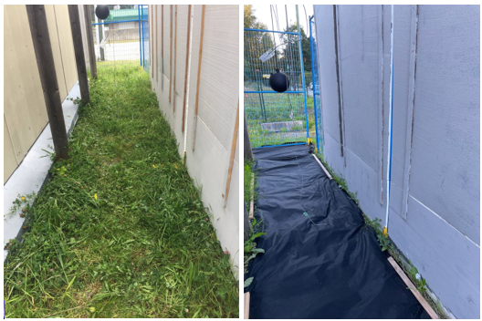 Two photos of the same area next to a building. The left side shows the area covered in green grass and the right side shows the green grass covered with a tarp.