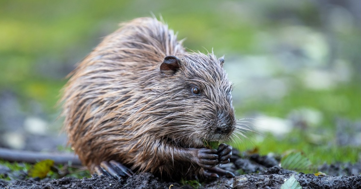 applied research beaver habitat rehabilitation
