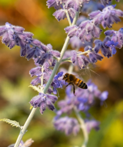 Honey bee investigates Russian sage.