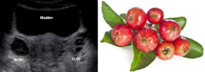 Ovaries = Crab-apples