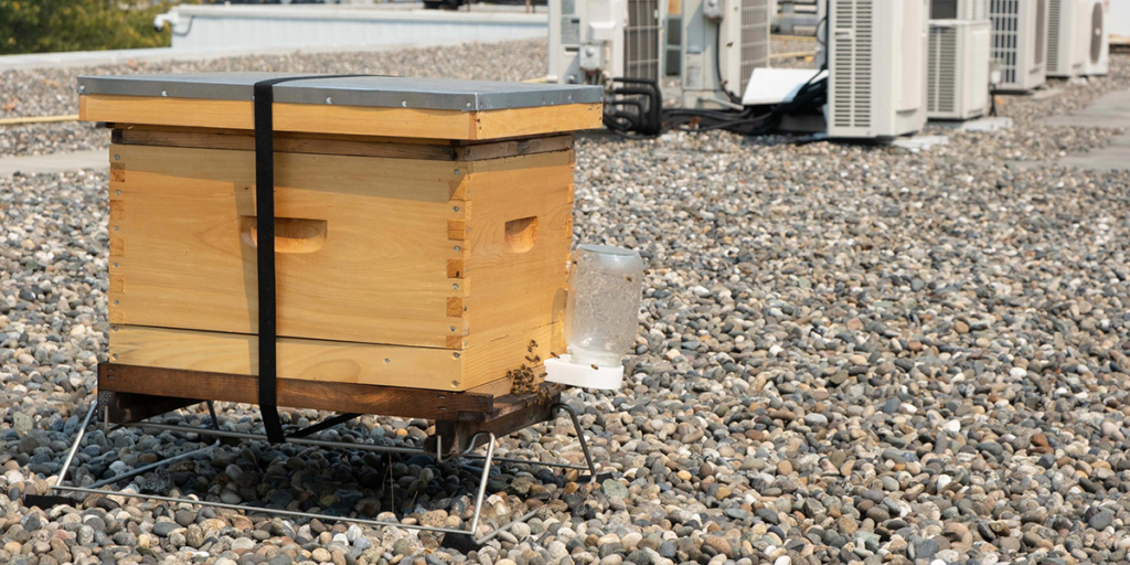 BeeCIT bee hive at Marine Campus