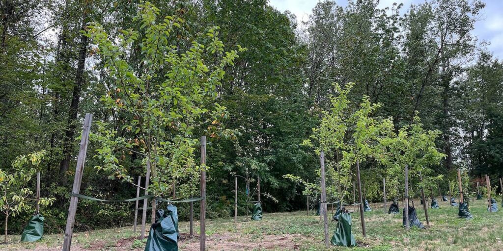 Fruit trees in BCIT's new orchard