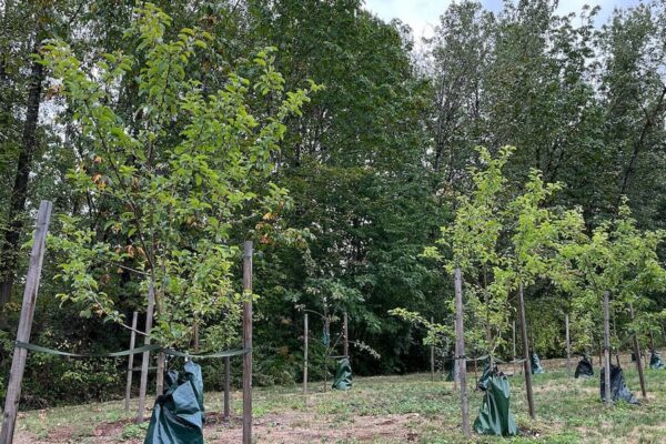 Fruit trees in BCIT's new orchard