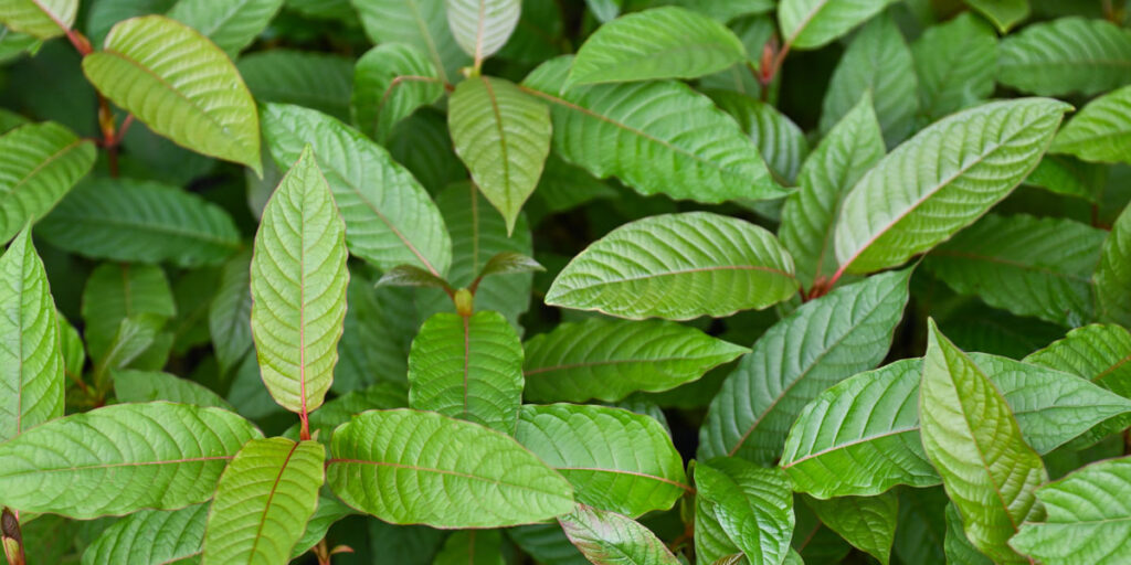 kratom leaves
