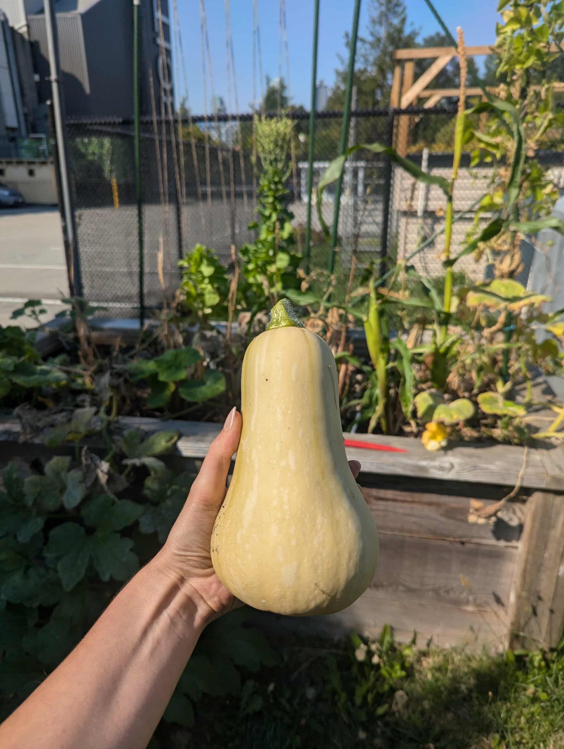 One of Emilie’s harvest on campus.
