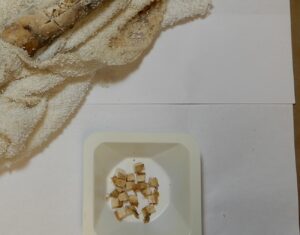 image shows pieces of bone