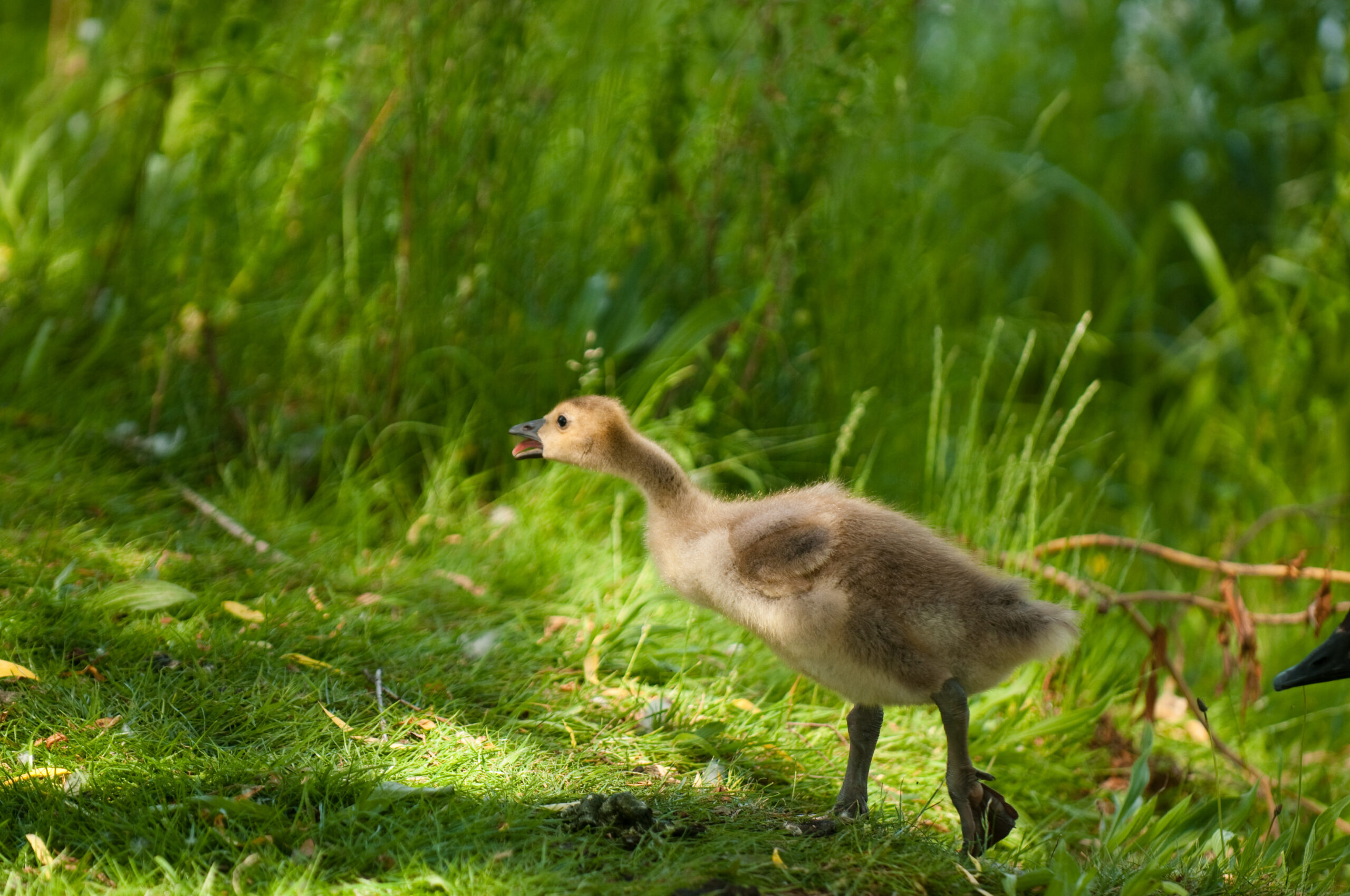 Gosling at Guichon Creek on the BCIT Burnaby Campus. Photo by Wendy D.